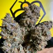 8.Grow: Papayton#1 aka. Limmer Papayton