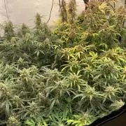 5.Grow: NewSetup Testrun 4 Fastbuds Aut.