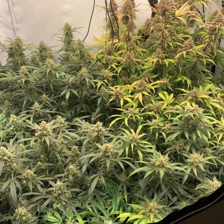 5.Grow: NewSetup Testrun 4 Fastbuds Aut.