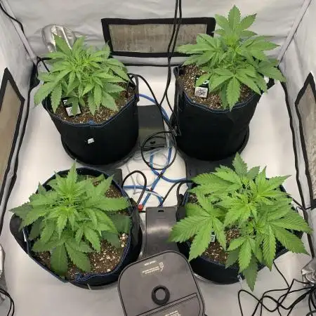 5.Grow neuer Test Lauf😅🏼