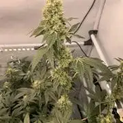 8.Grow: Z42