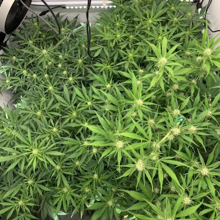 5.Grow neuer Test Lauf😅🏼