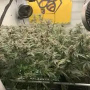 7.Grow: Kmintz & Radical Juice