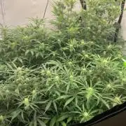 5.Grow: NewSetup Testrun 4 Fastbuds Aut.