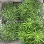 5.Grow neuer Test Lauf😅🏼