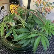 1.Bonsai: Lemon Cherry Runtz✌️