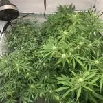 5.Grow neuer Test Lauf😅🏼