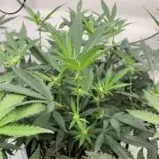 8.Grow: Papayton#1 aka. Limmer Papayton