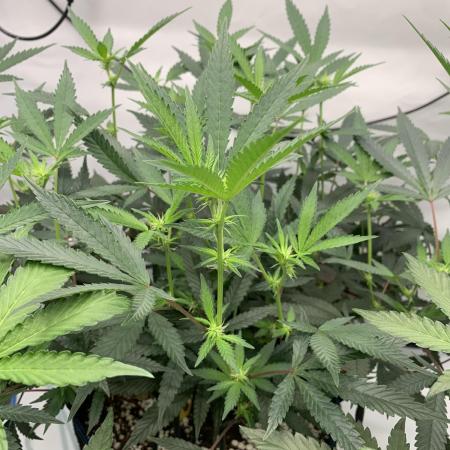 8.Grow: Papayton#1 aka. Limmer Papayton