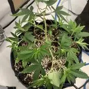 8.Grow: Z42