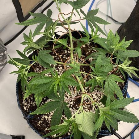 8.Grow: Z42