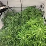 5.Grow neuer Test Lauf😅🏼