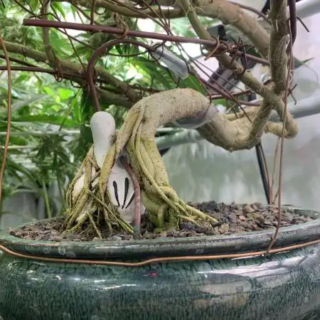 1.Bonsai: Lemon Cherry Runtz✌️