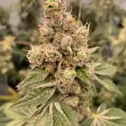 8.Grow: Z42
