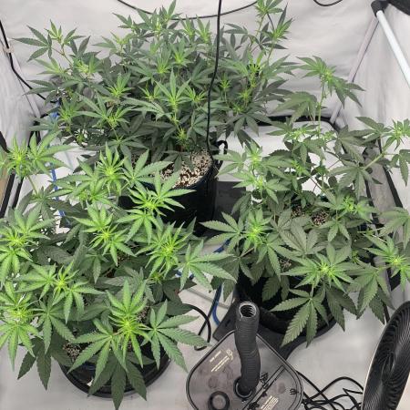 8.Grow: Z42