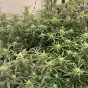 5.Grow: NewSetup Testrun 4 Fastbuds Aut.