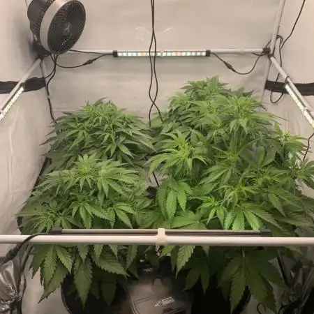 5.Grow neuer Test Lauf😅🏼