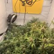 5.Grow: NewSetup Testrun 4 Fastbuds Aut.