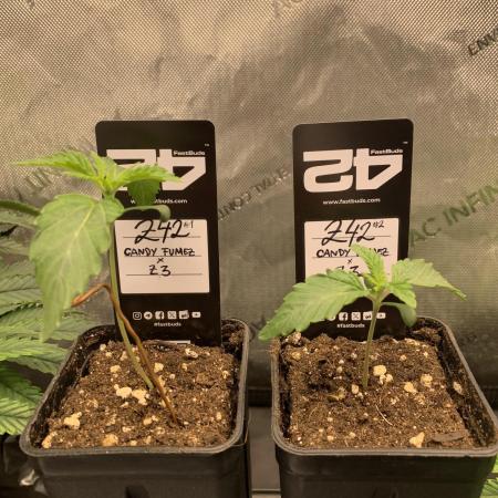 8.Grow: Z42