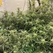 5.Grow: NewSetup Testrun 4 Fastbuds Aut.