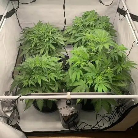 5.Grow neuer Test Lauf😅🏼