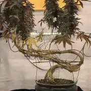 1.Bonsai: Lemon Cherry Runtz✌️