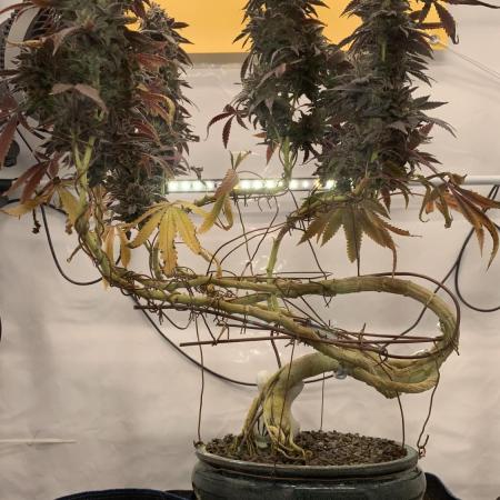 1.Bonsai: Lemon Cherry Runtz✌️
