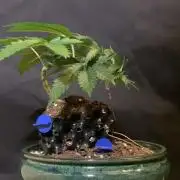 1.Bonsai: Lemon Cherry Runtz✌️