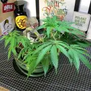 1.Bonsai: Lemon Cherry Runtz✌️