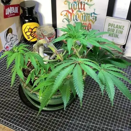 1.Bonsai: Lemon Cherry Runtz✌️