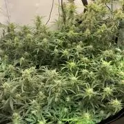 5.Grow: NewSetup Testrun 4 Fastbuds Aut.