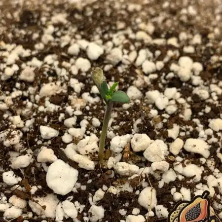 4.Grow-New Setup testrun