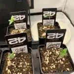 5.Grow neuer Test Lauf😅🏼