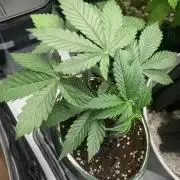 1.Bonsai: Lemon Cherry Runtz✌️