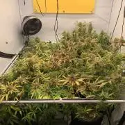 5.Grow: NewSetup Testrun 4 Fastbuds Aut.