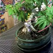 1.Bonsai: Lemon Cherry Runtz✌️