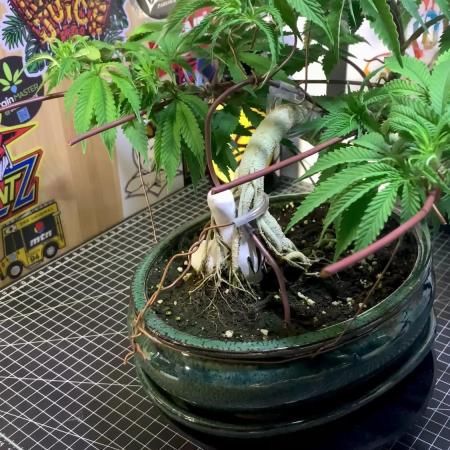 1.Bonsai: Lemon Cherry Runtz✌️