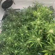 5.Grow: NewSetup Testrun 4 Fastbuds Aut.