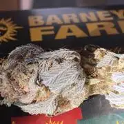 Purple Punch by Barney's Farm
