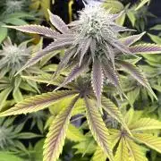 Purple Punch by Barney's Farm