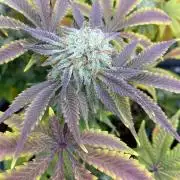 Purple Punch by Barney's Farm