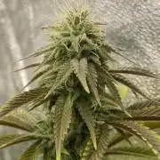 Purple Punch by Barney's Farm