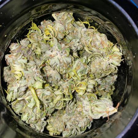 Black Orchid and Watermelon Candy (18h Indoor + 6h Outdoor)