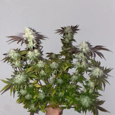 Purple Punch by Barney's Farm