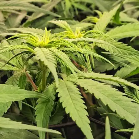 MauiWowie, LambsBread, PineappleExpress