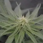 MauiWowie, LambsBread, PineappleExpress