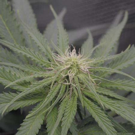 MauiWowie, LambsBread, PineappleExpress