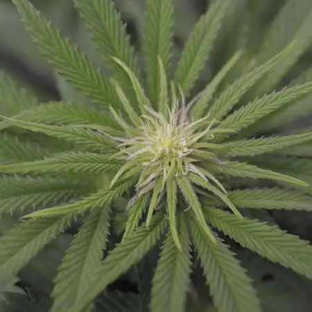 MauiWowie, LambsBread, PineappleExpress