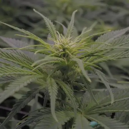 MauiWowie, LambsBread, PineappleExpress