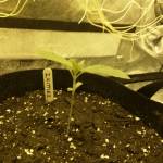 LSD-25 Auto